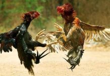 Praktik Sabung Ayam di Wilayah Hukum Polsek Sedati Tampak Kebal Hukum
