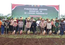 Polresta Banyuwangi Dorong Penguatan Ketahanan Pangan Lewat Penanaman Jagung Kuartal IV 2025
