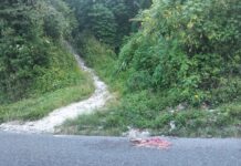 Bangkai Satwa Mirip Harimau Ditemukan di Jalinsum Simalungun, BBKSDA Pastikan Bukan Harimau Sumatera