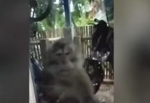 Monyet Liar Serang Warga Cianjur, Bocah 5 Tahun Luka Parah
