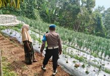 Inspiratif, Begini Cara Polsek Nongkojajar Dukung Ketahanan Pangan