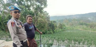 Bhabinkamtibmas Polsek Nongkojajar Pantau Tanaman Cabai, Dukung Program Pekarangan Pangan Bergizi di Tutur