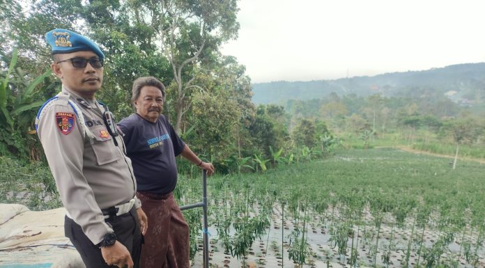 Bhabinkamtibmas Polsek Nongkojajar Pantau Tanaman Cabai, Dukung Program Pekarangan Pangan Bergizi di Tutur