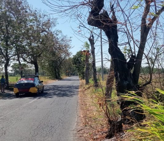 POHON KEROPOS, JIKA TUMBANG MEMBAHAYAKAN JIWA