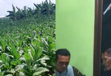 Tanggapi Unggahan Viral, Polsek Pademawu Luruskan Informasi Dugaan Perusakan Tembakau Warga