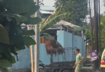Orang Utan Lepas dari Kandang Solo Safari, Warga Sempat Panik di Kawasan Jebres Solo