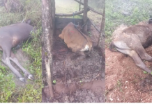 49 Ekor Sapi Warga di Timor Tengah Selatan Mati Diduga Akibat Cuaca Ekstrem