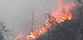 Kebakaran Hutan dan Lahan di Gunung Bromo Meluas hingga Perbatasan Malang, 70 Hektare Lahan Hangus