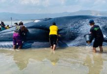Paus Biru Sepanjang 25 Meter Terdampar di Perairan Taman Laut 17 Pulau Riung NTT