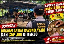 Sorotan Dugaan Arena Sabung Ayam dan Cap Jiki di Kenjo, Kapolsek Glagah Diminta Segera Turun Tangan
